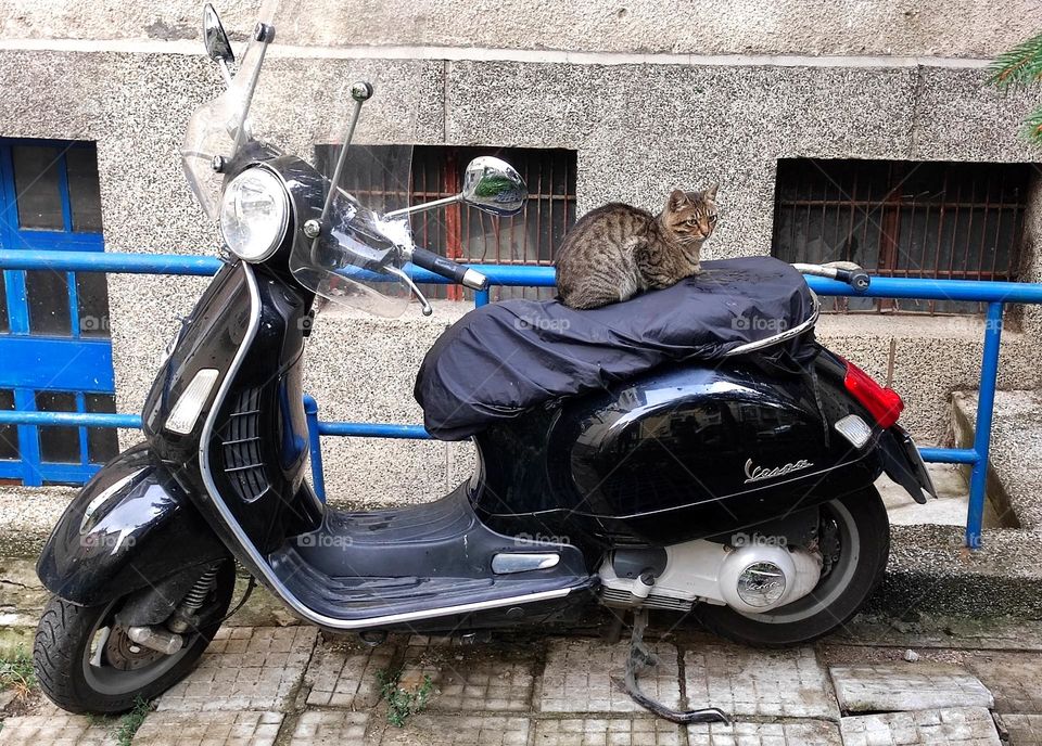 A cat on motor bike