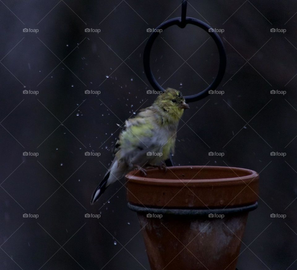 A good shake for a American Goldfinch during a Spring time rain