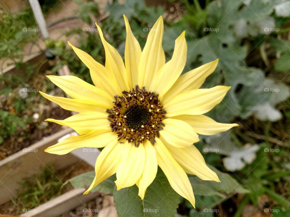 backyard sunflower