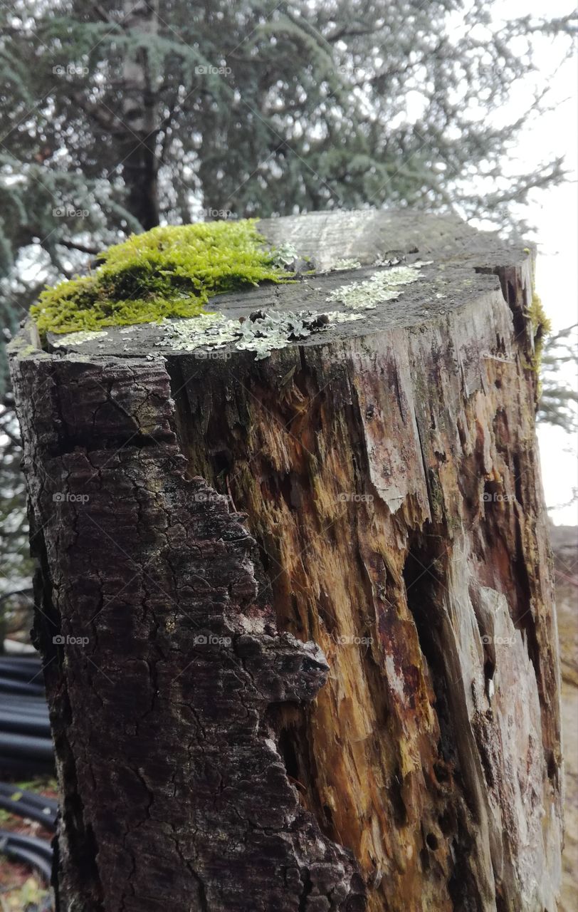 souche, mousse