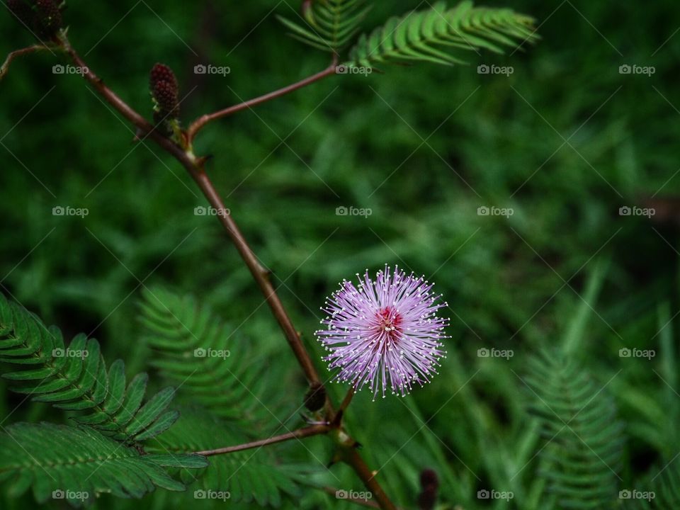 Flower in the forrest