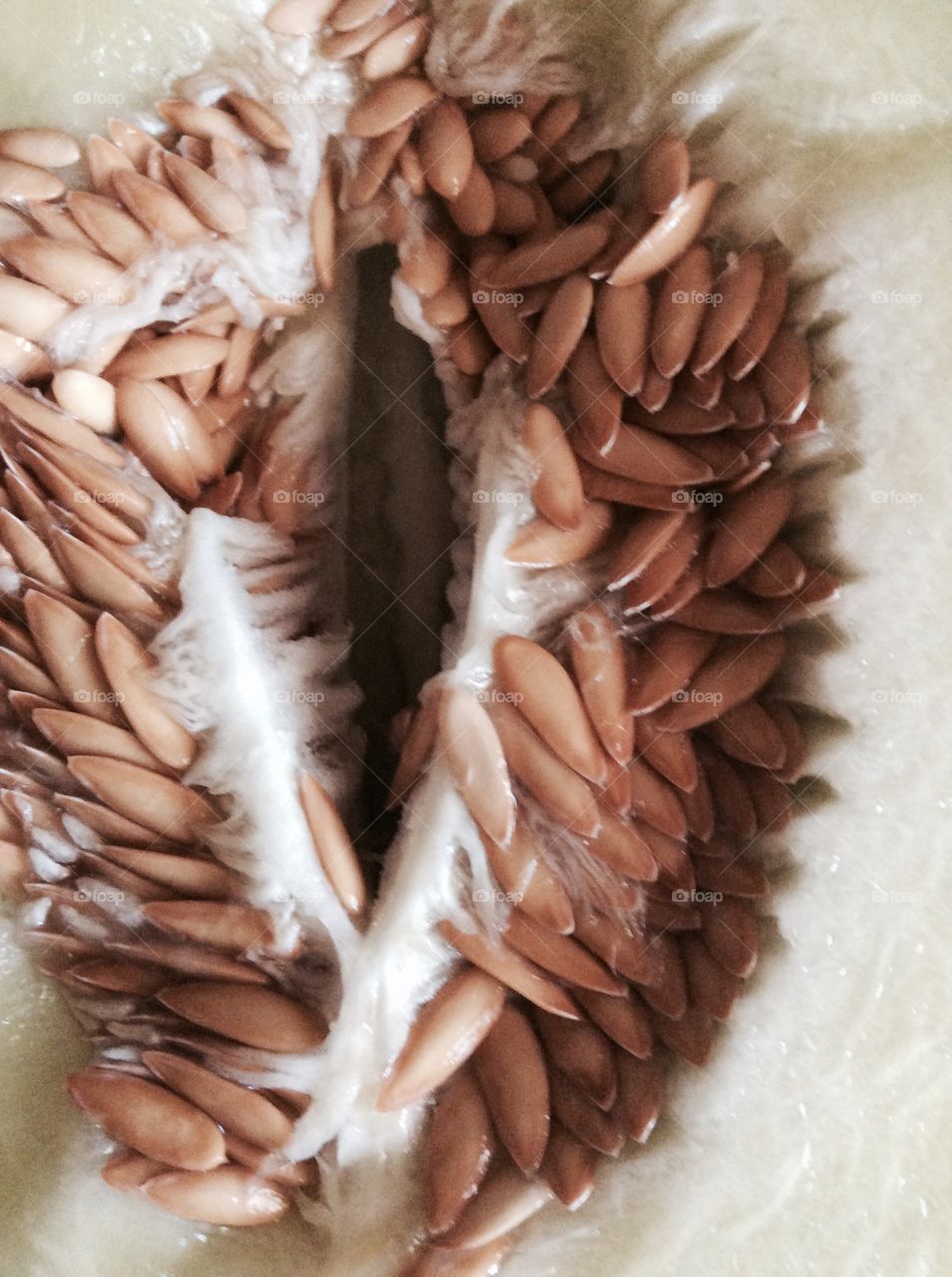 Cavernous Cantaloupe
