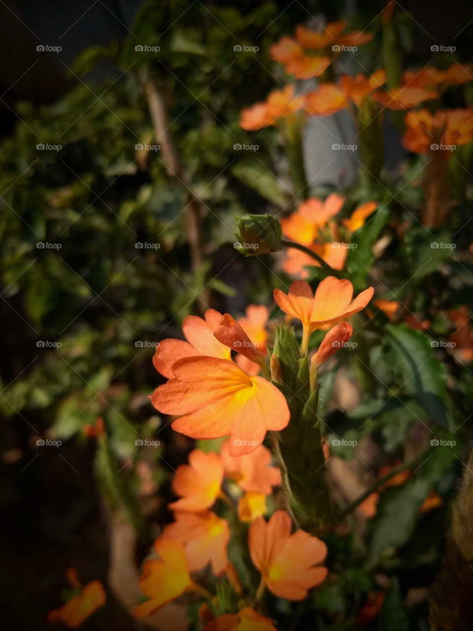 Beautiful 'Firecracker flower' which is native to South India and shrilanka