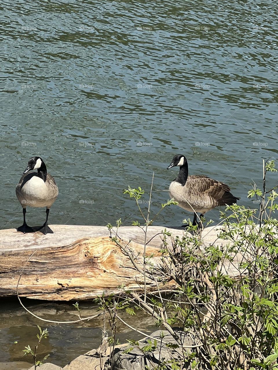 Geese 