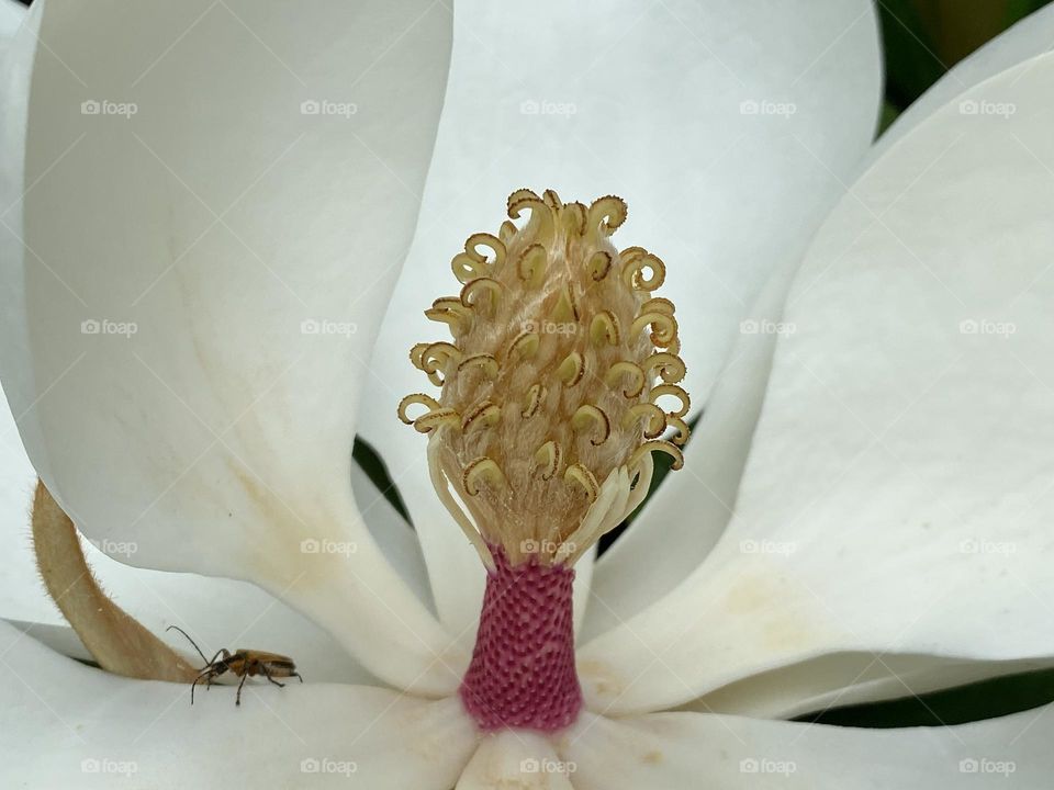 Close-up of a beautiful white magnolia blossom