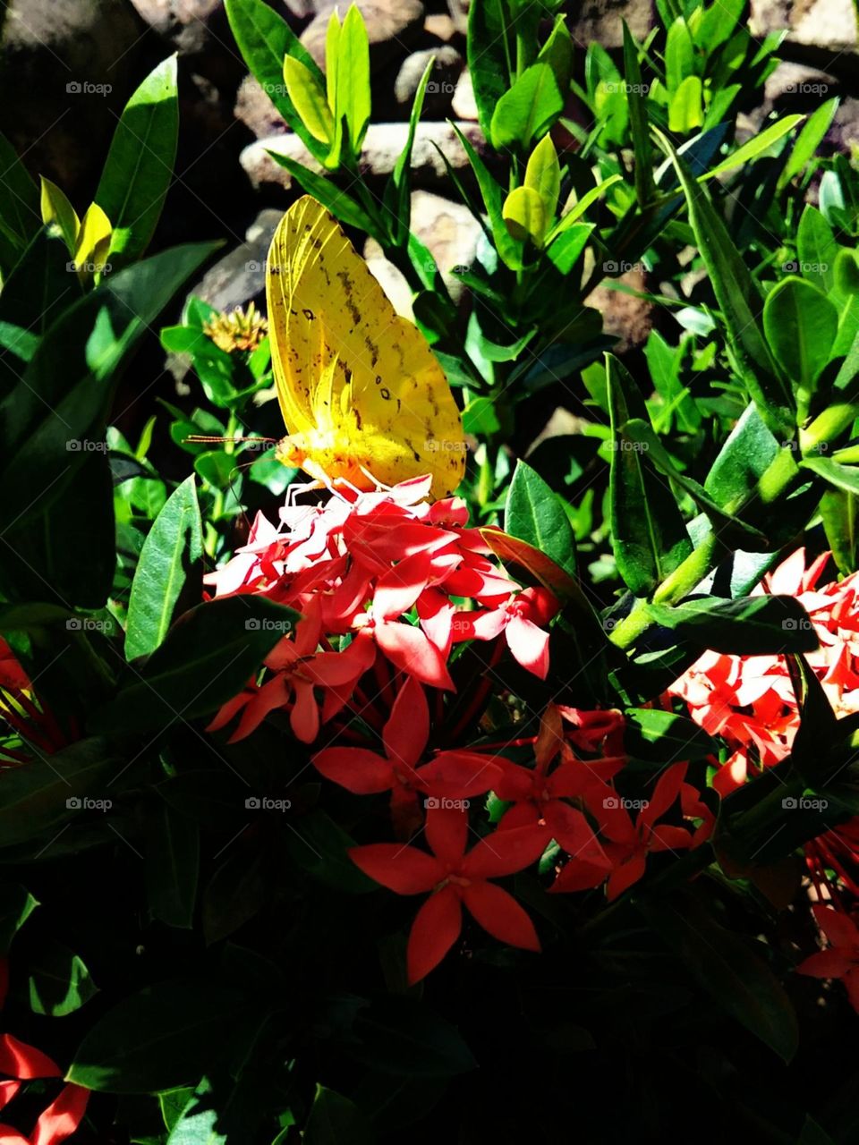 Rapida e encantadora borboleta amarela