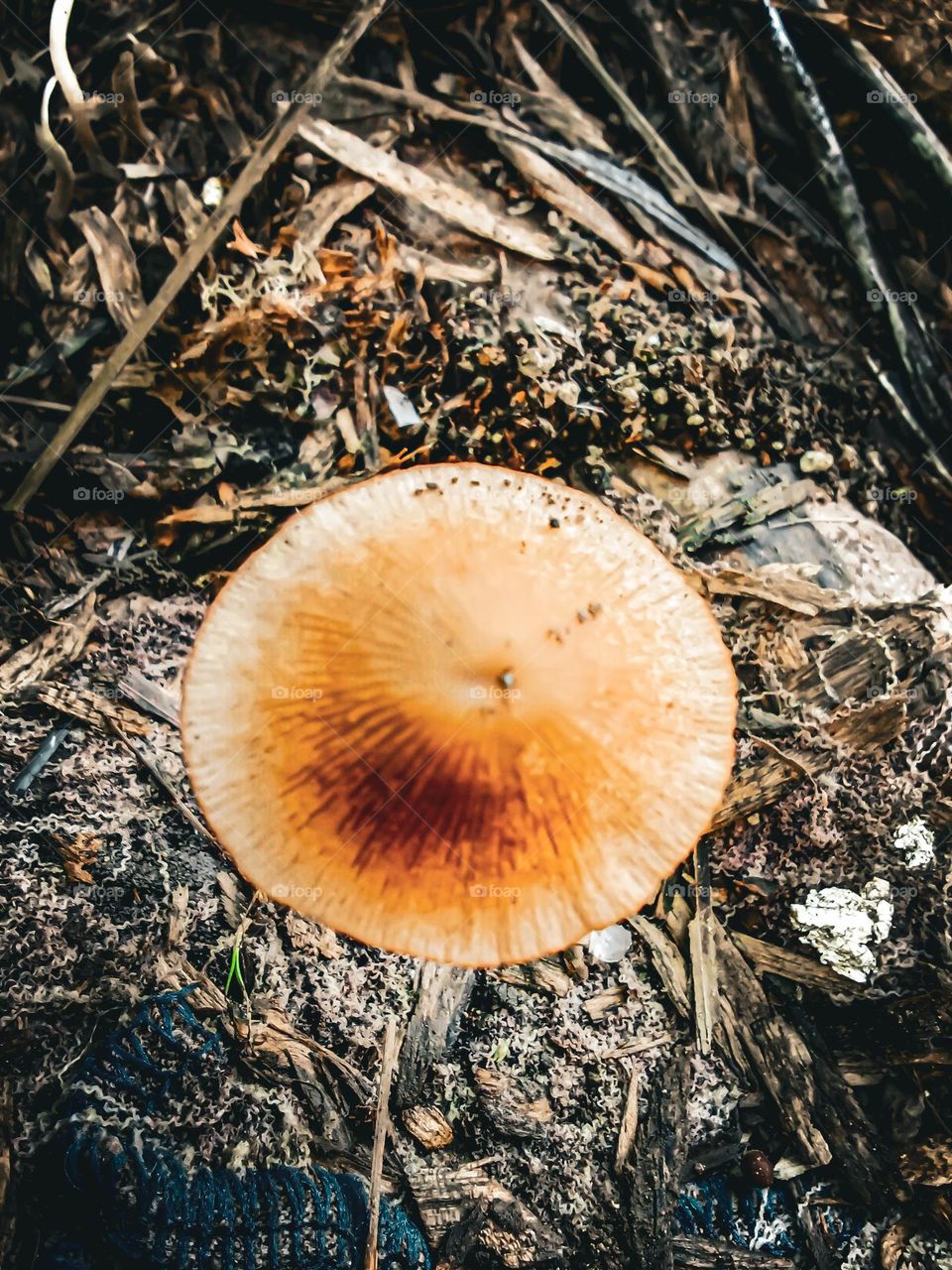 newly blooming toadstool