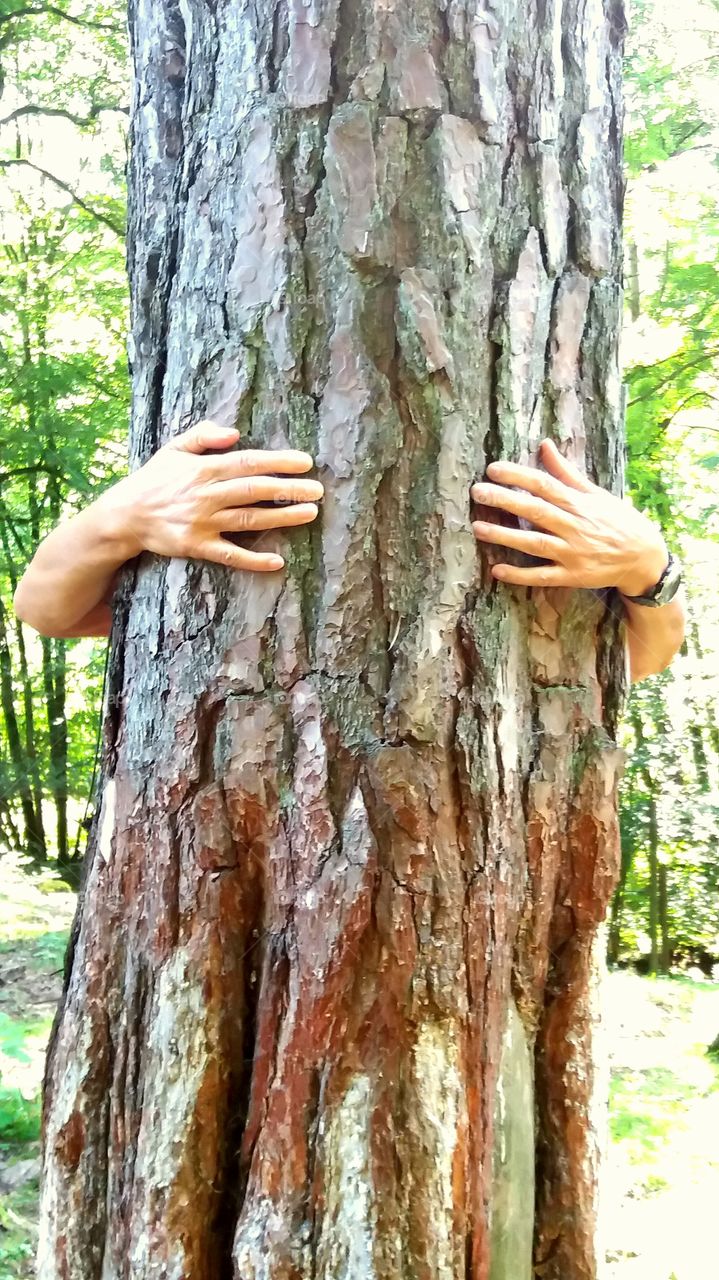 hug a tree