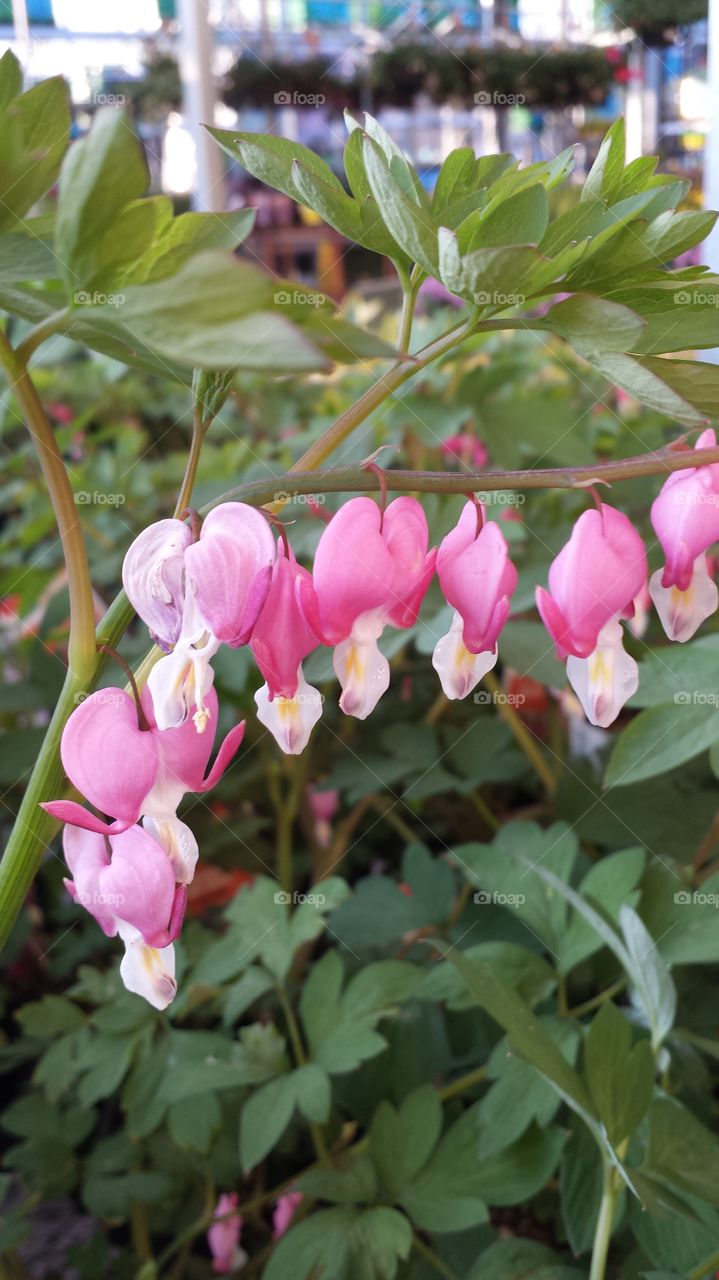 Pink Bleeding heart flower