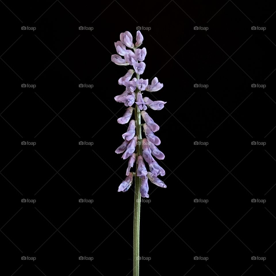 Beautiful plant in black background 