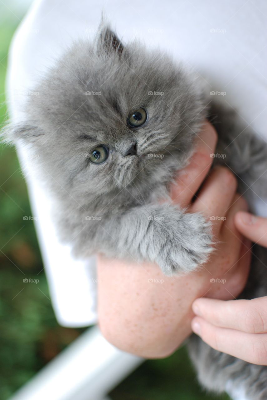 Close-up of person's hand carrying cat