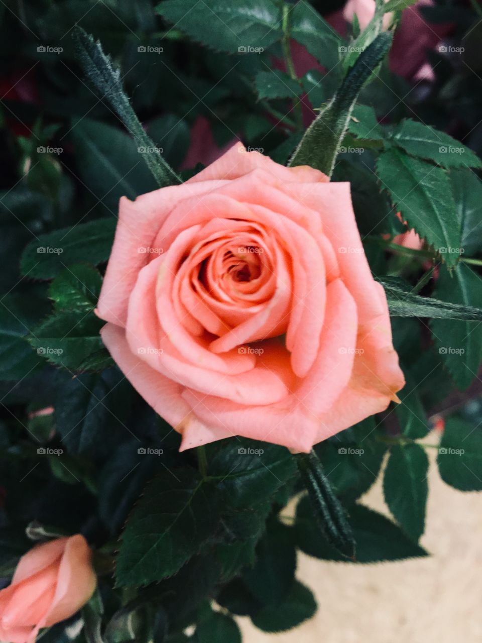 Vibrant rose