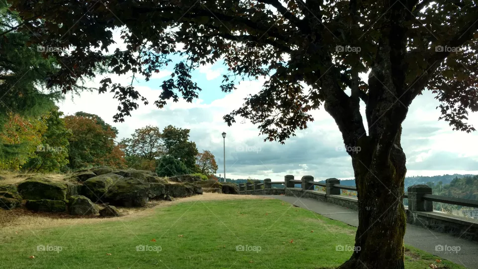Tree, Landscape, No Person, Grass, Park