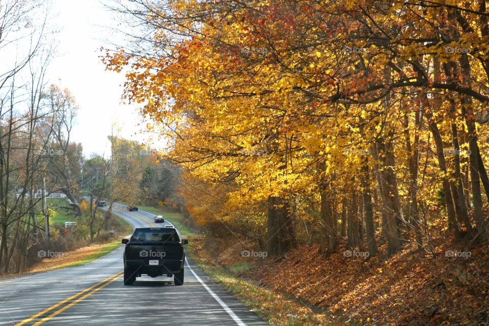 The colors of Fall leaves