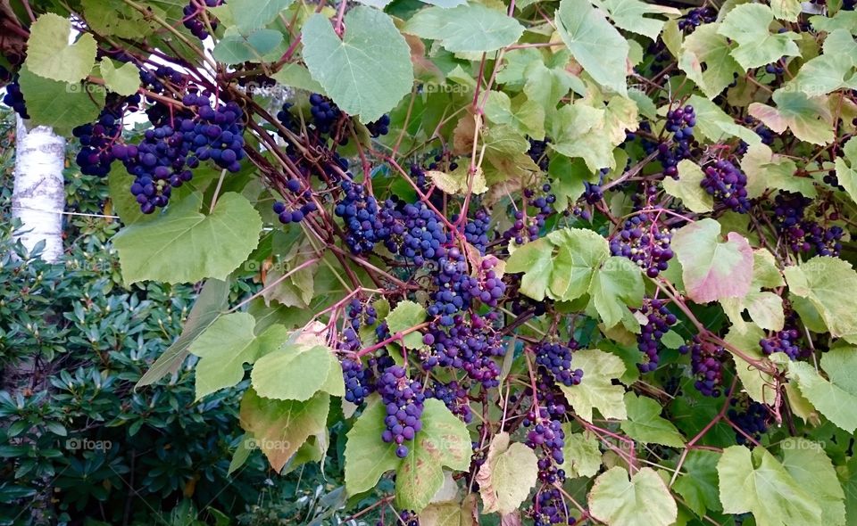 Blue grapes in my garden. Blue grapes in my garden