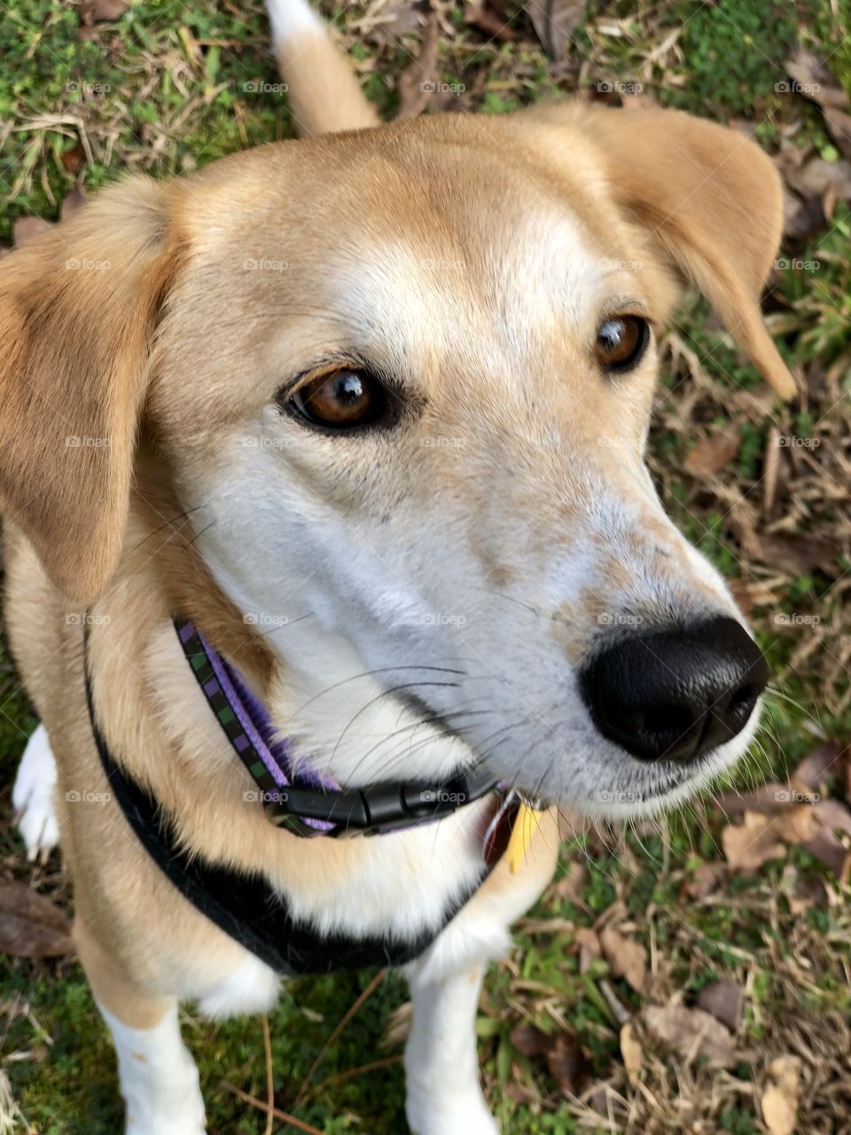 Closeup of mixed breed dog looking at owner outdoors 
