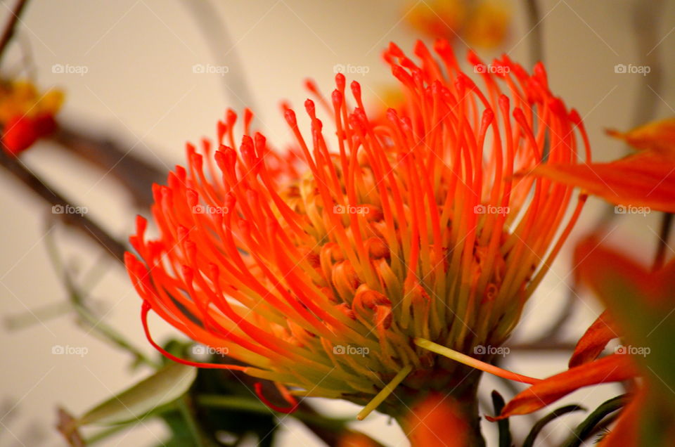 An exotic flower arrangement.