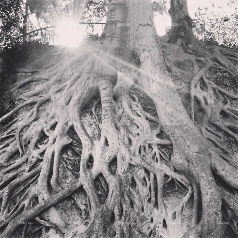 Roots black and white