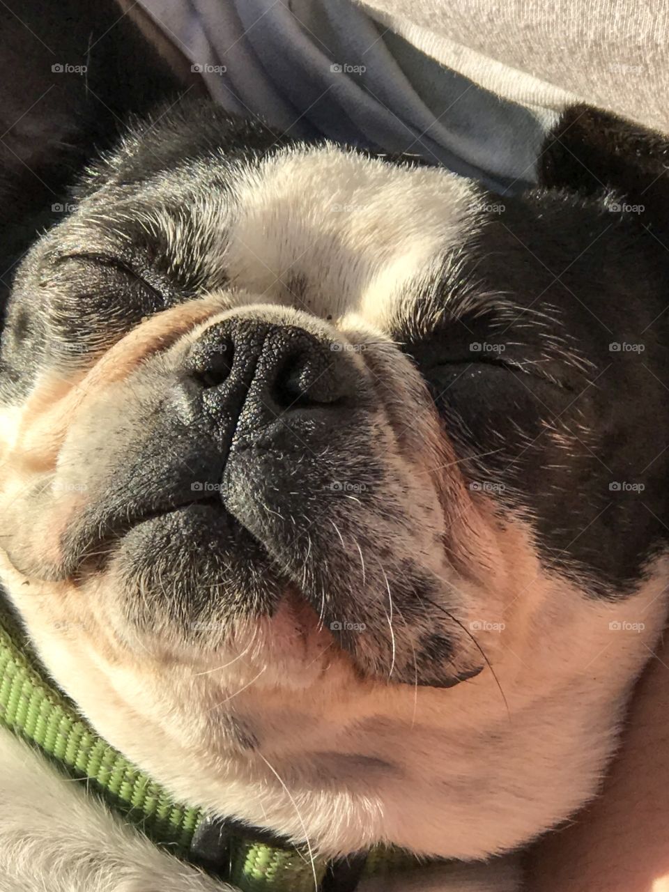 Portait of my Boston Terrier sleeping on her back on a warm evening as the sun was setting in the sky. The sunlight was warm & golden & the smile of contentment was widened by the snuggle from my daughter while she scratched the pup’s belly! Bliss!