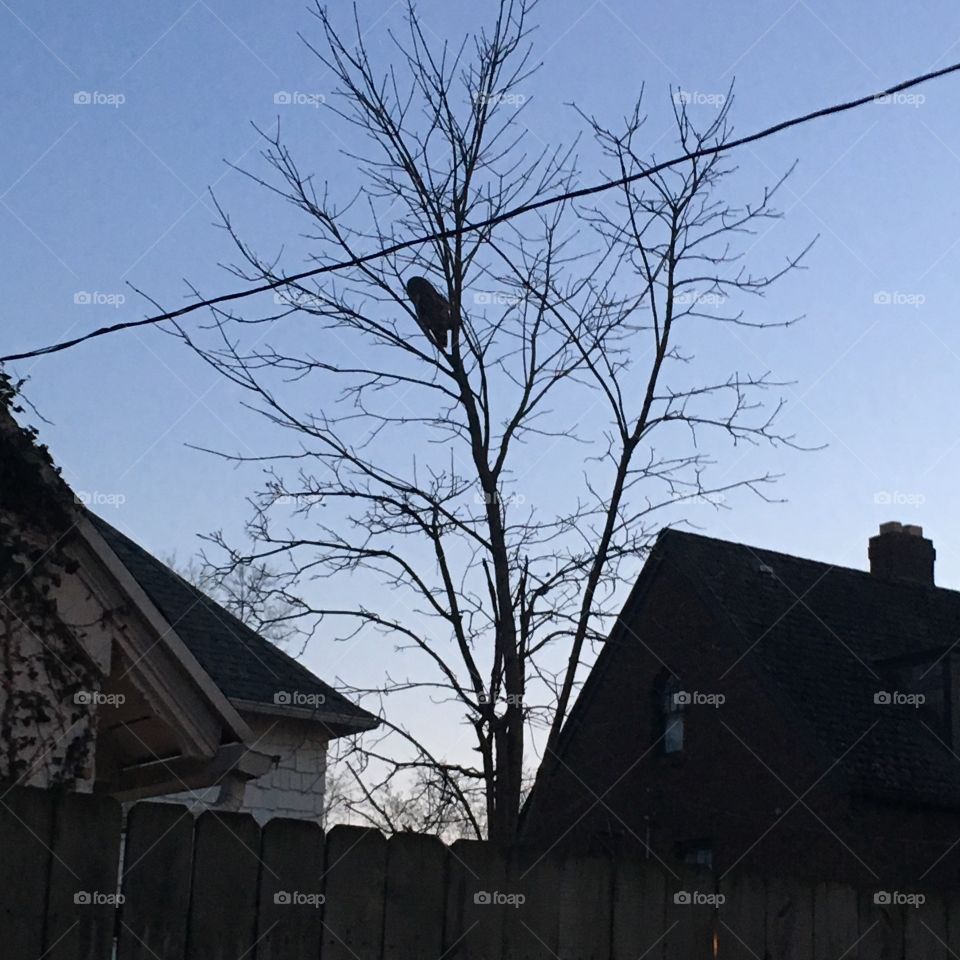 Giant owl that watches over our home in Ohio 