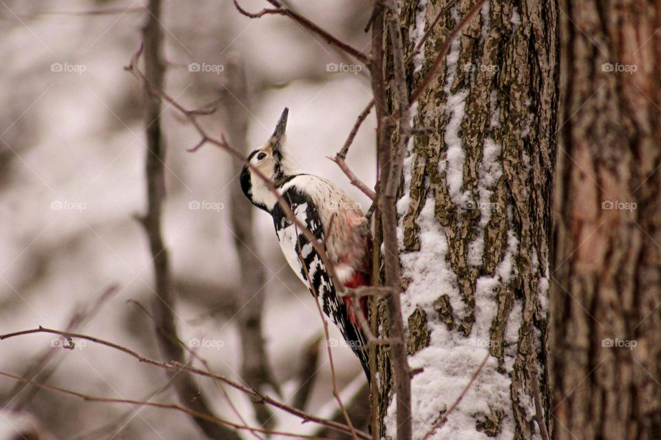 Woodpecker