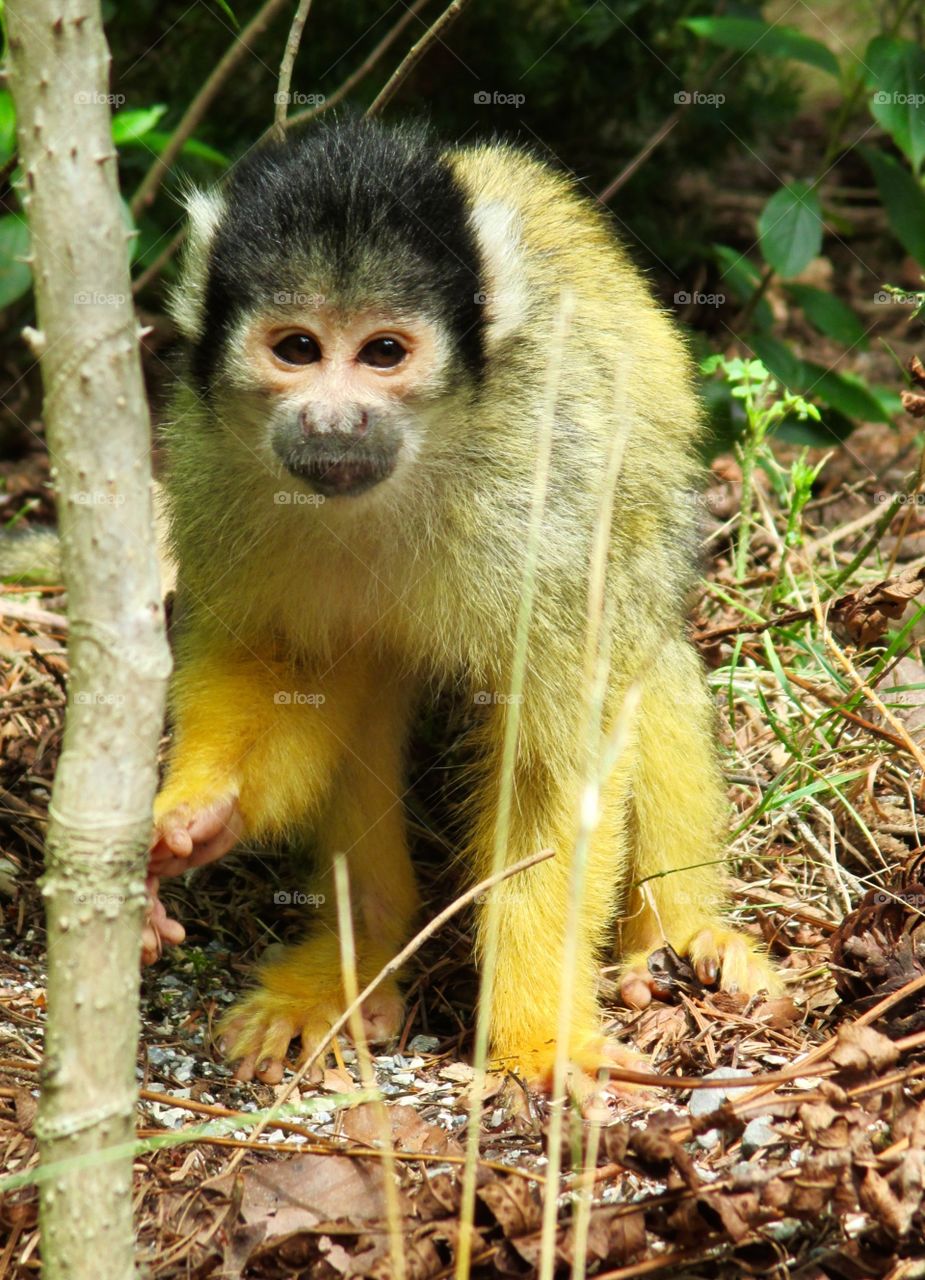 Squirrel monkey