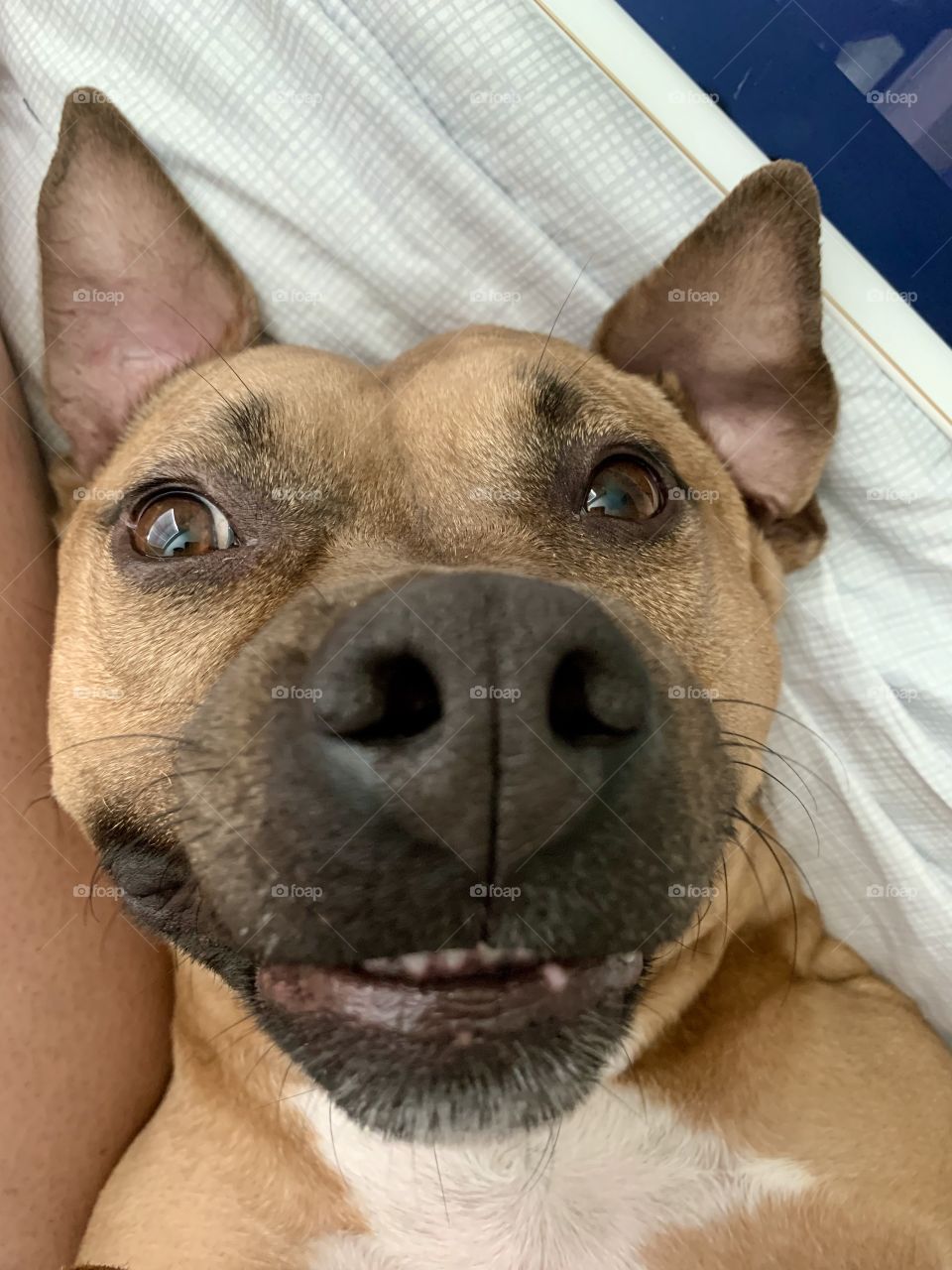 Roxy the American staff mix gives the camera a big smile on Sunday morning in south Florida 