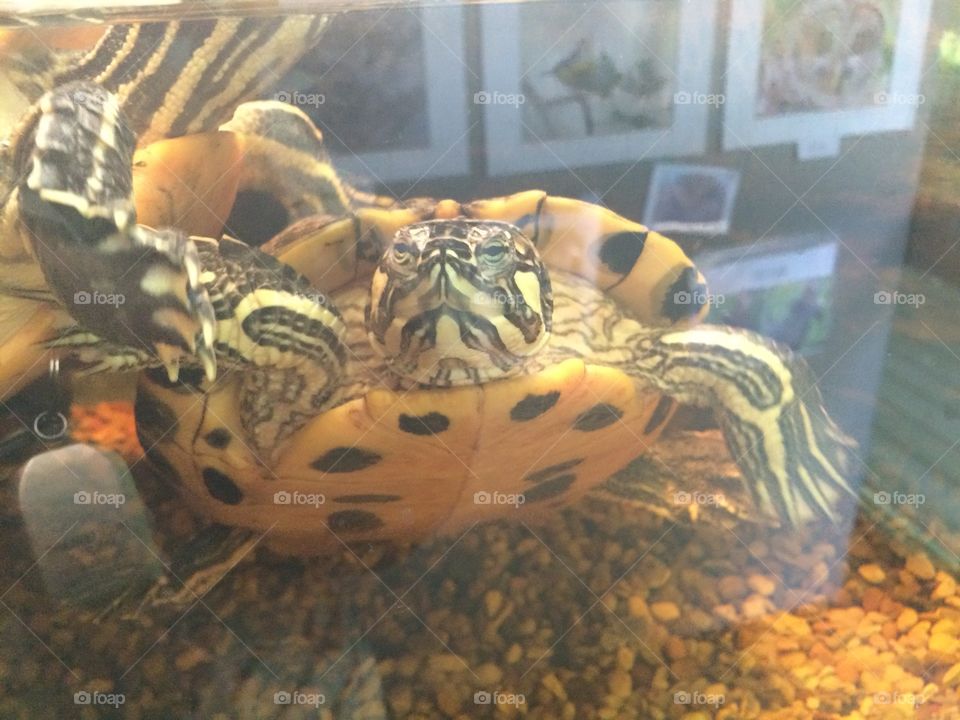 Hello turtle