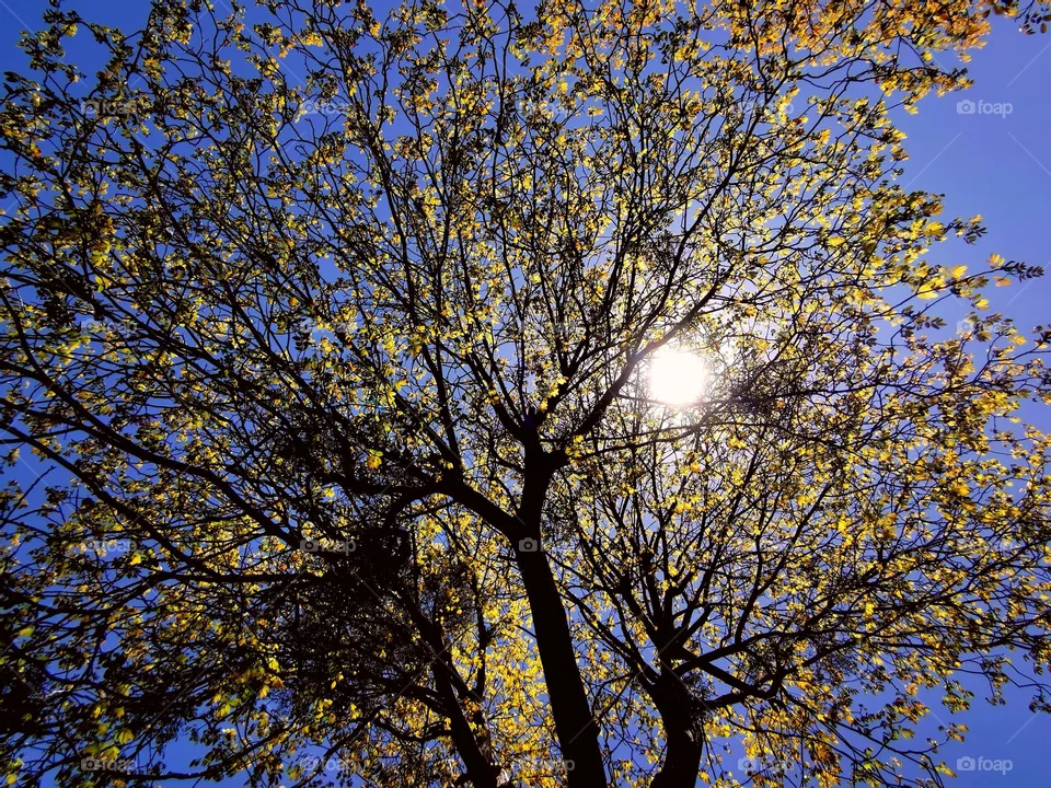 Walnut blossom