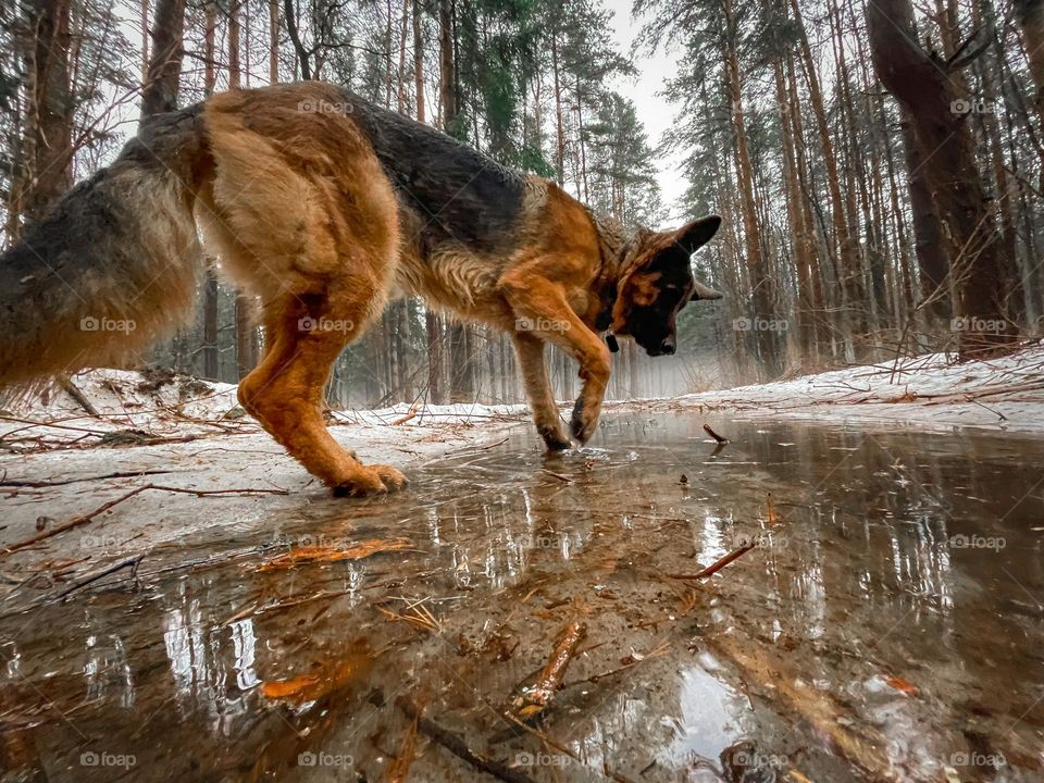 German shepherd dog at winter day