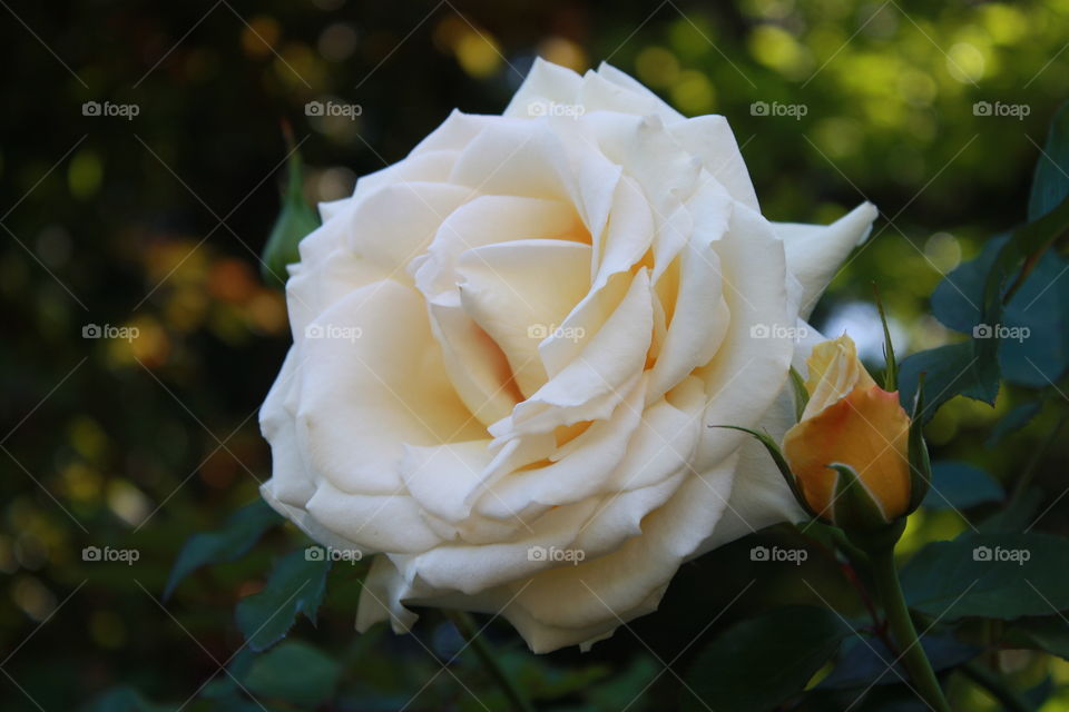 Closeup sideview of Ivory White Rose displaying a hint of yellow around the edges of the petals 