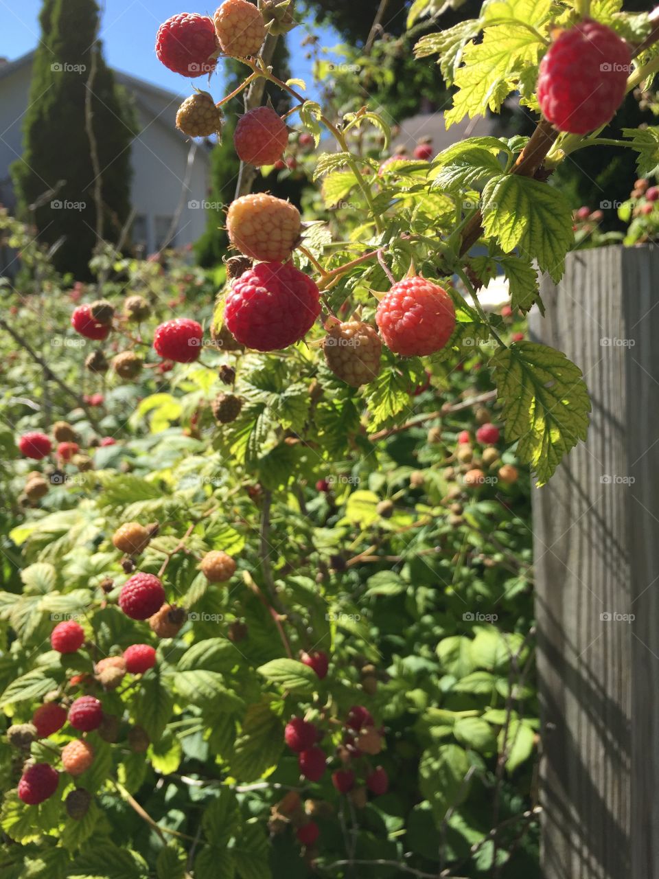 Raspberries growing in the garden 