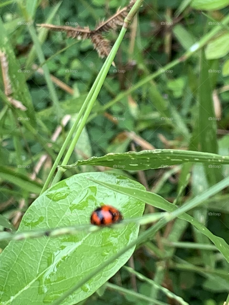 The stories of the nature, Countryside (Thailand)