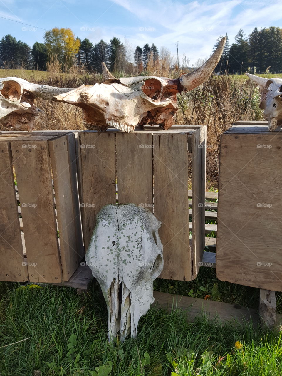 Cow skulls on wooden box