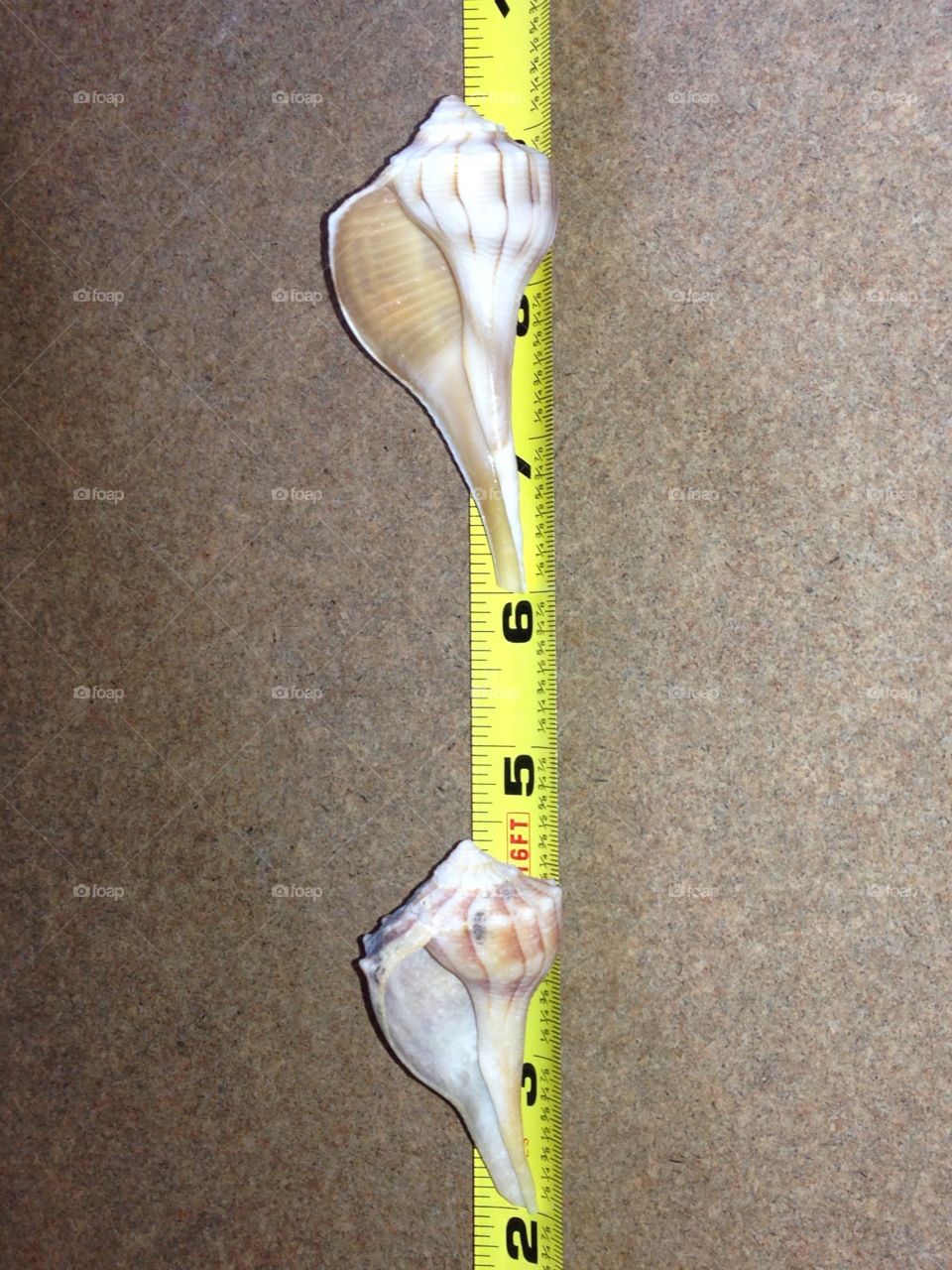 Measuring perfect shells