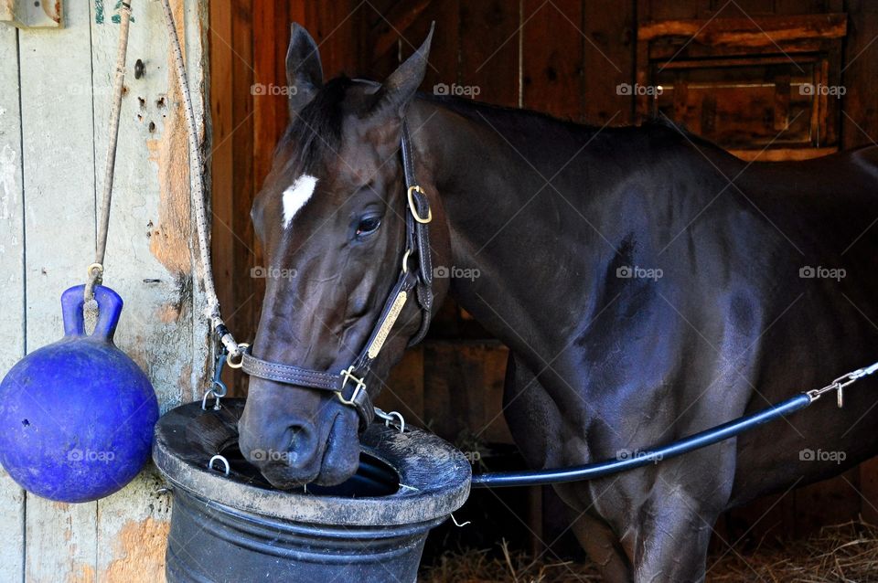 Stopchargingmaria. Multiple stakes winner Stopchargingmaria in her stall before winning the Shuvee stakes. 
Zazzle.com/Fleetphoto 