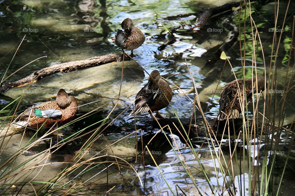 Ducks in river