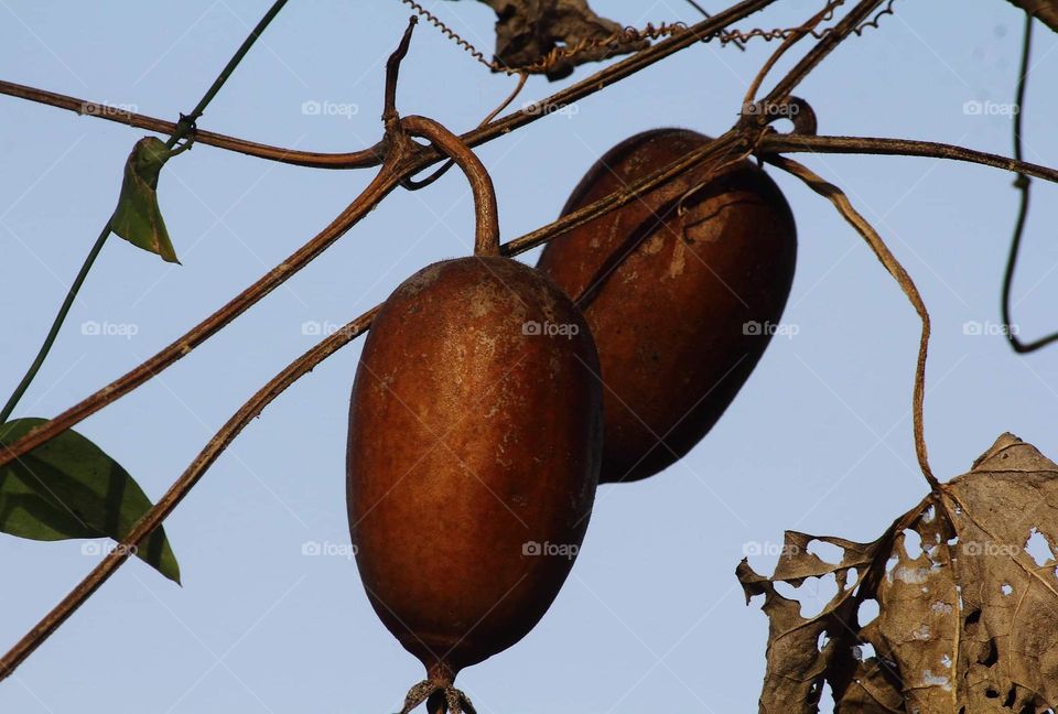 Paracite vines fruit to lined the fencing wired. Dryng, brown crazy chocolate colour ornament . It's kind old fruit which ready for seedlings .