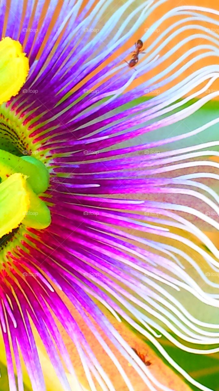 "Colorful Passion Flower & Ant"
