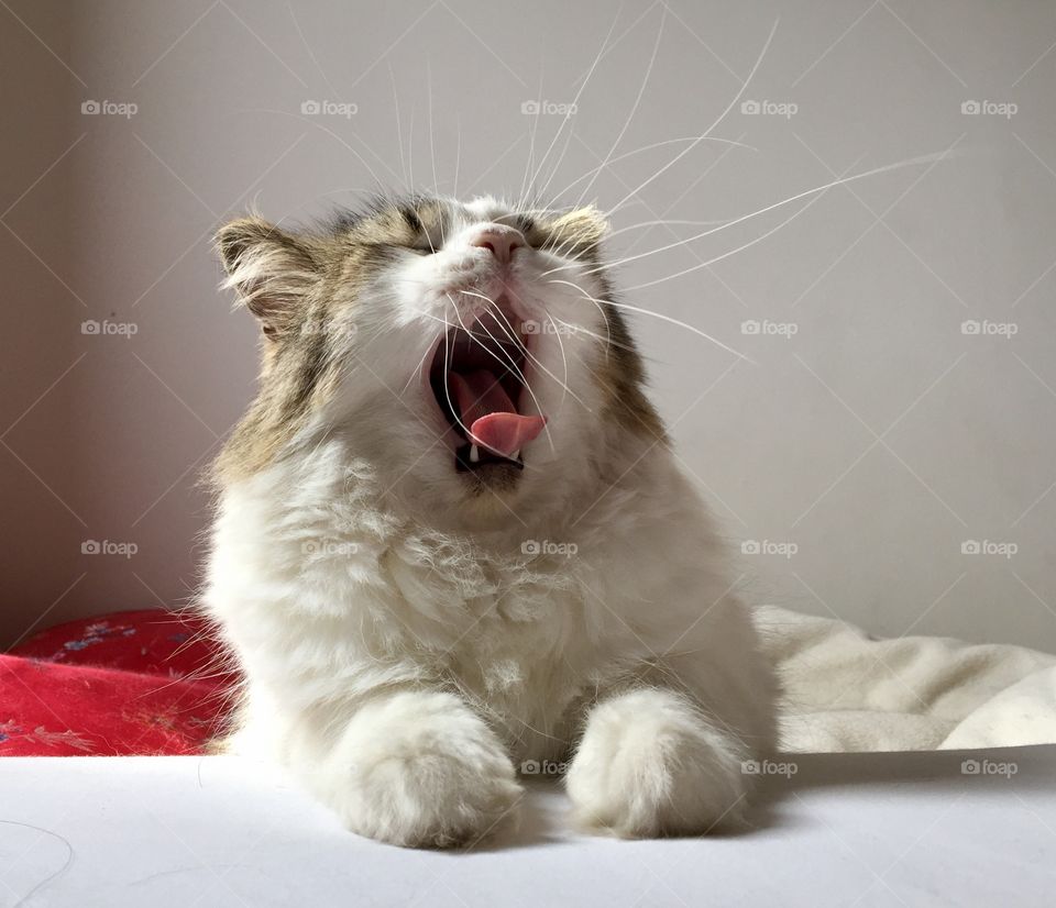 Close-up of cat yawning