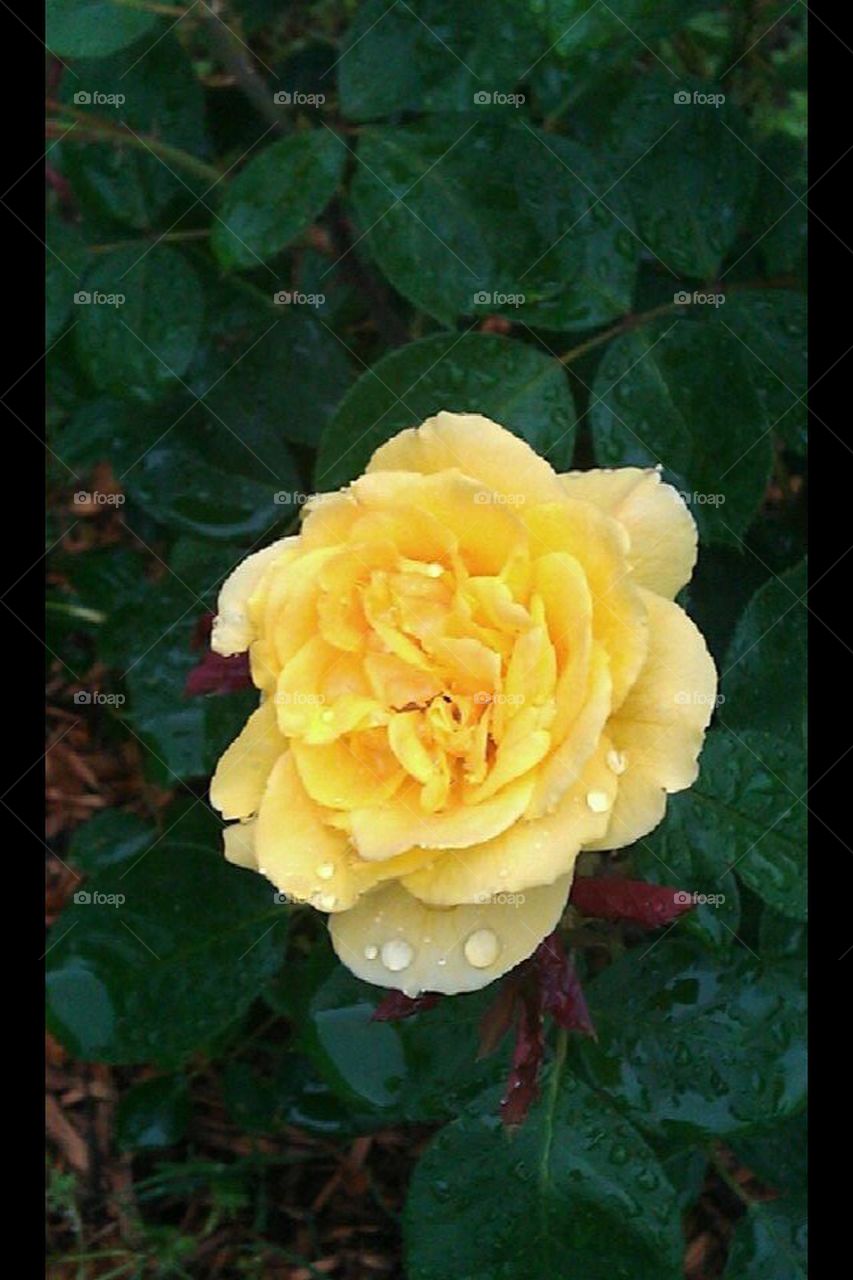 Yellow rose