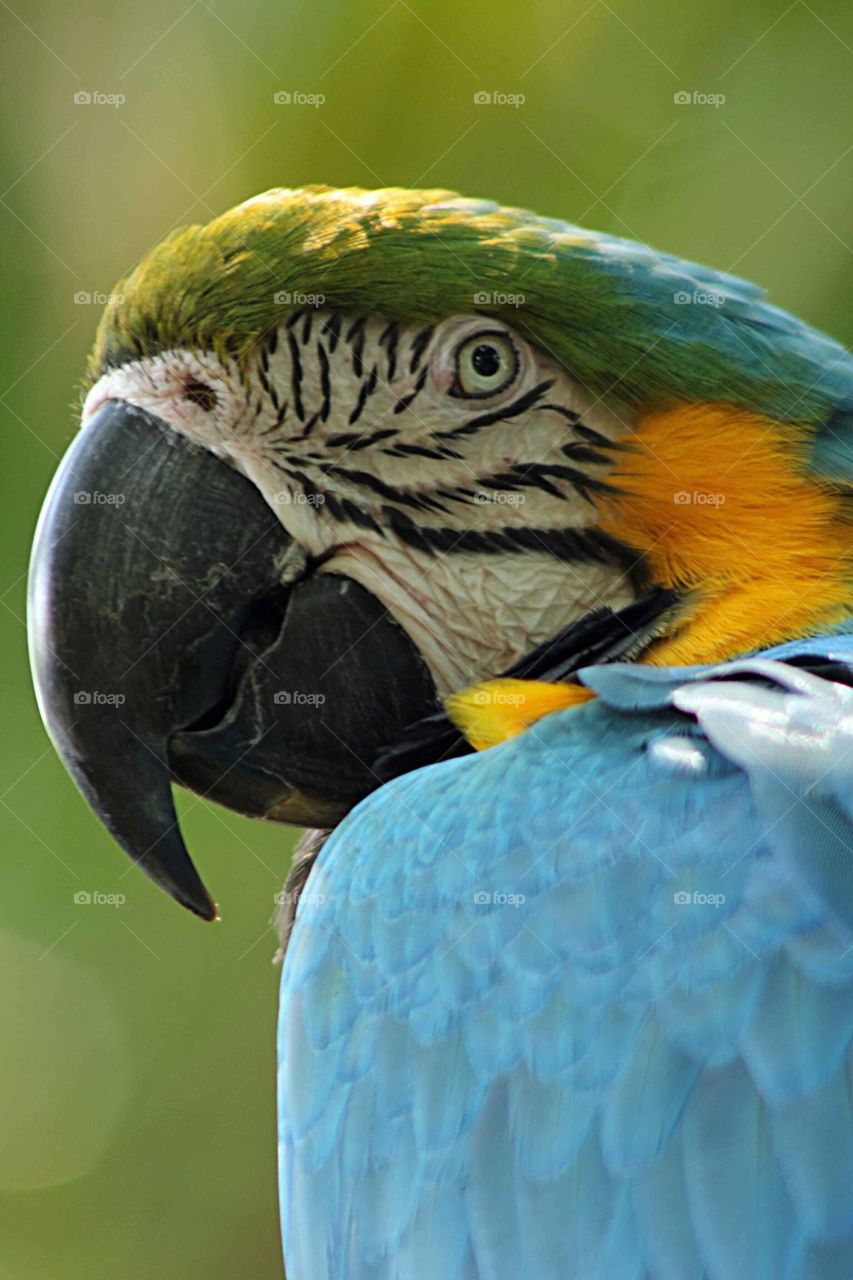 Close-up of a macaw