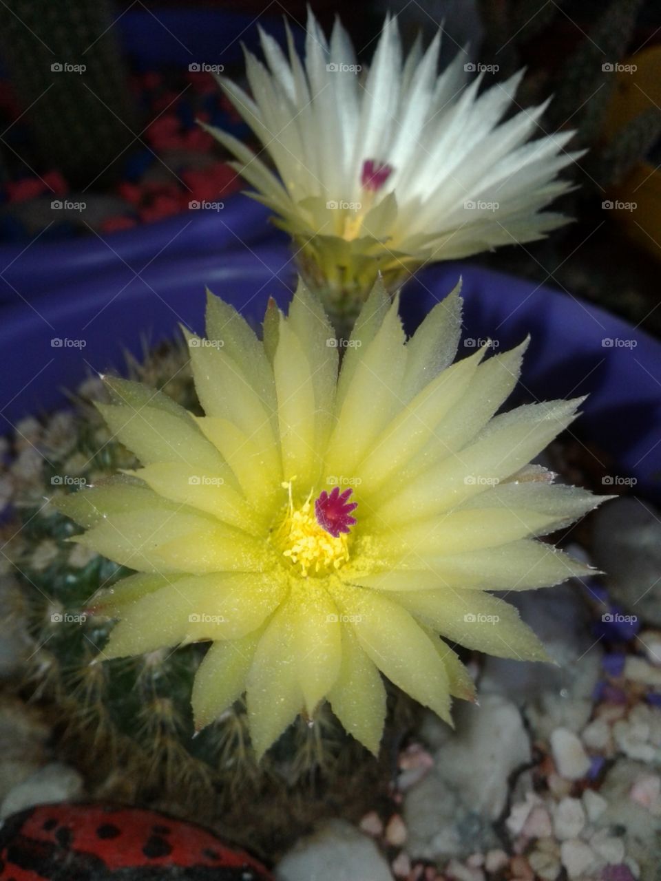 flor de cactus