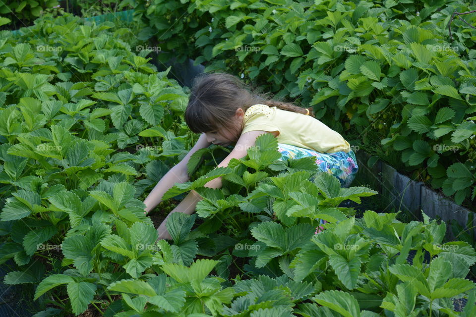 Leaf, Nature, Garden, Flora, Summer