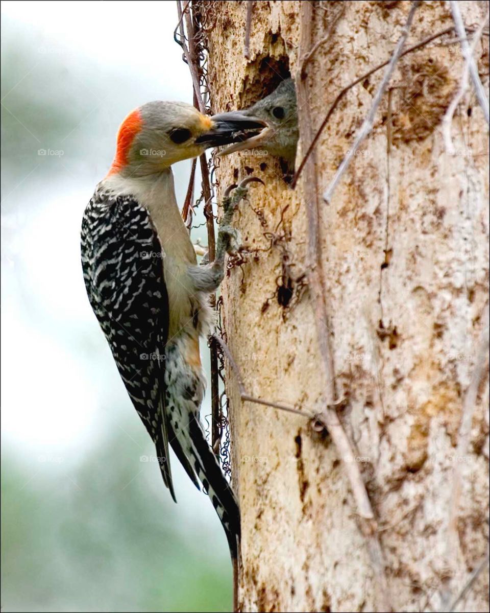 Fluffy little Woodpecker chick being fed by his dutiful Mother.