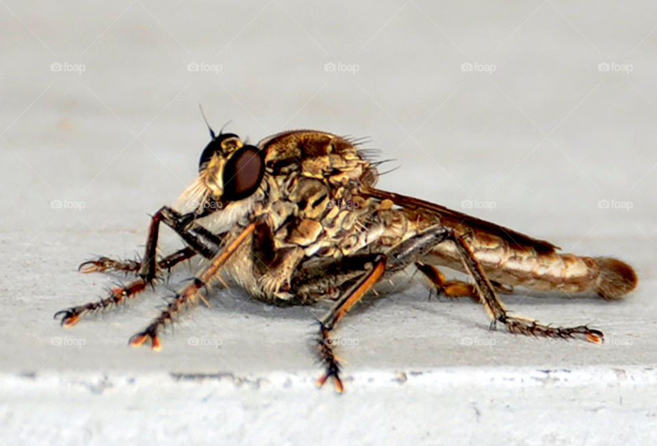 Robber fly 