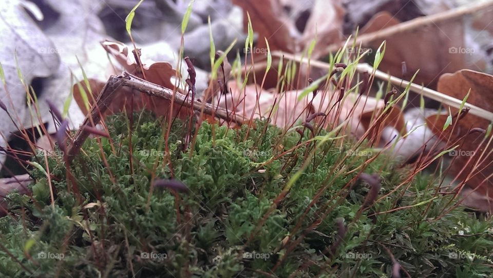 moss#grass#leaves
