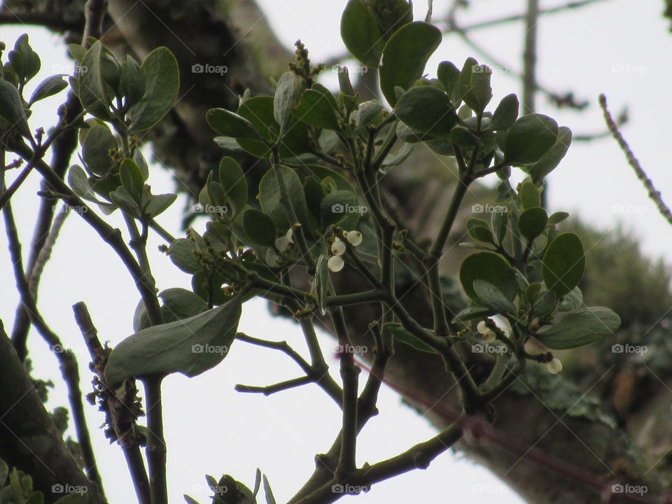 Mistletoe