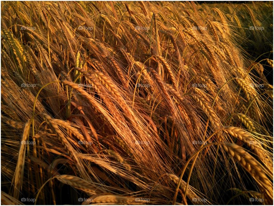 Barley in sunset