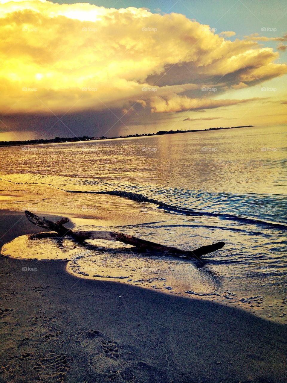 Driftwood on a beach